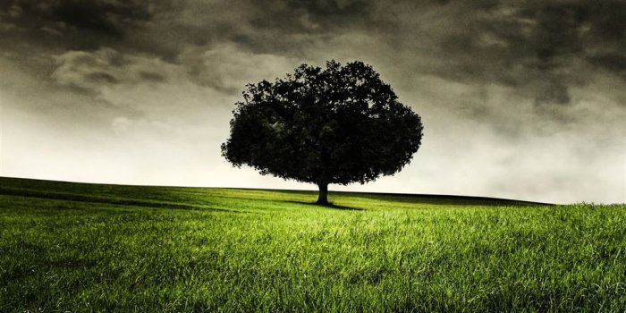 1024x1024 Single Tree on Hill iPad Air Wallpaper Download | iPhone Wallpapers