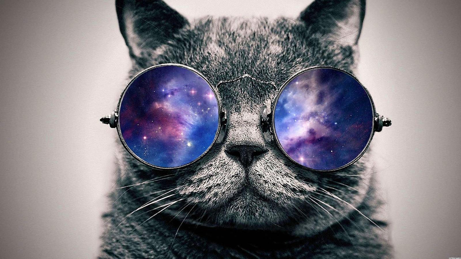 1920x1080 Galaxy Cat Wallpapers - Top Free Galaxy Cat Backgrounds