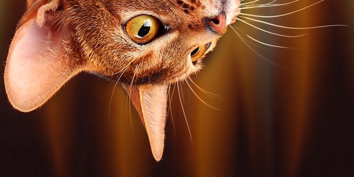 1440x2560 Samsung Galaxy S7 Cat Wallpaper | Gallery Yopriceville - High