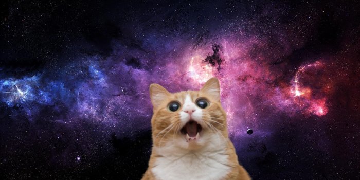 1920x1080 crazy cat wallpaper