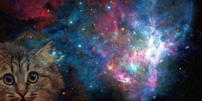 2048x1280 Gray cat, space, cat, space cat, galaxy HD wallpaper | Wallpaper Flare