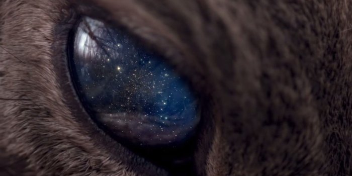 1920x1080 2827211 1920x1080 universe space stars animals eyes galaxy cat