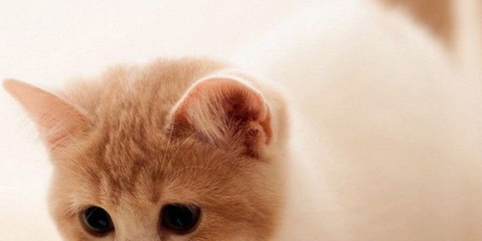 720x1280 Cute Cats HD Wallpapers for Galaxy J7 | Wallpapers.Pictures