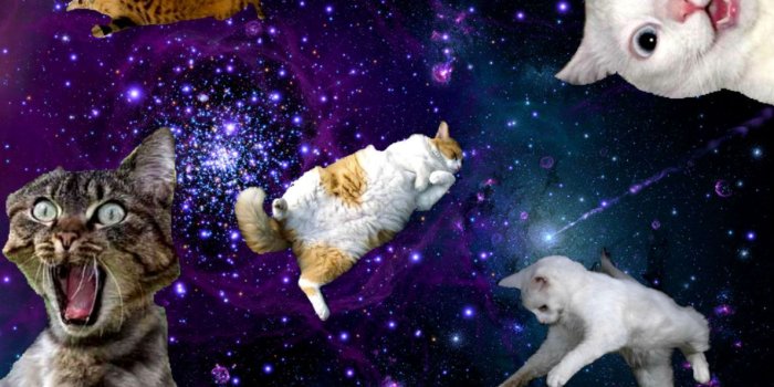 1189x836 Galaxy Cat Wallpaper 62 Pictures Tumblr - Litle Pups