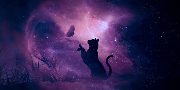 6400x3600 Cat Silhouette Butterfly Starry Sky Galaxy Stars Shine - Free Stock