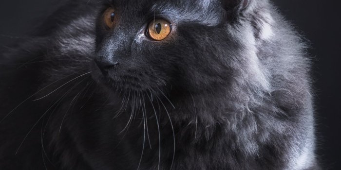 1440x2960 1440x2960 Black Cat 5k Samsung Galaxy Note 9,8, S9,S8,S8+ QHD HD 4k