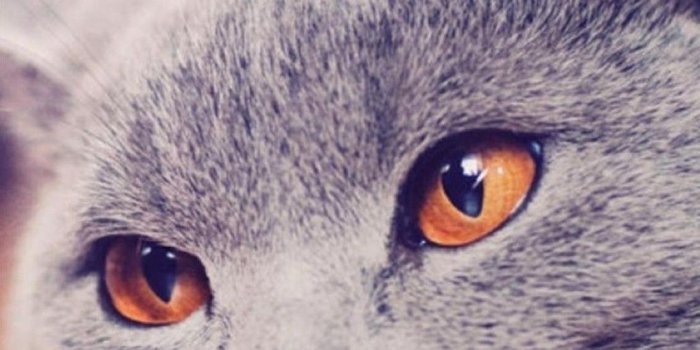1080x1920 Purple Galaxy Background - Cute Grey Cat With Orange Eyes Free