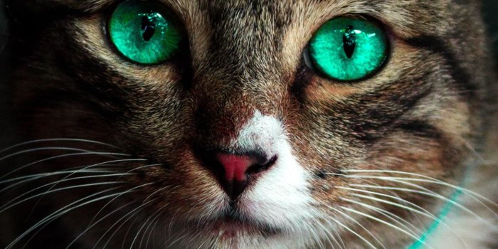 1440x2560 Download wallpaper 1440x2560 cat, green-eyed, beautiful, look qhd