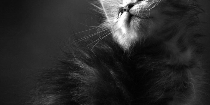 1440x1280 Galaxy cat wallpaper Group (50+)