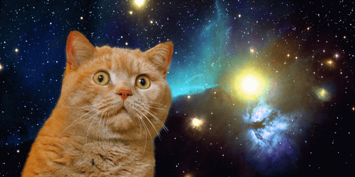 1280x800 Group of Taco Cat Wallpaper Universe