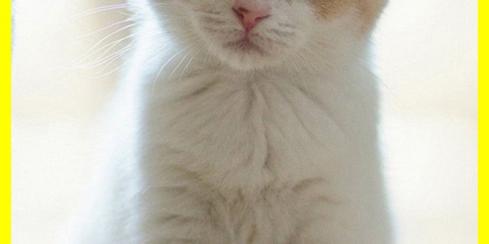 1508x2628 Good Cute Cat Wallpaper For Android – Apk Download This Week