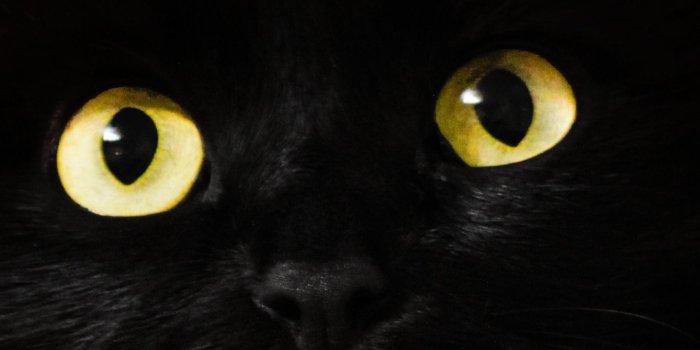 1440x2960 Download 1440x2960 wallpaper black cat, muzzle, animal, yellow eyes