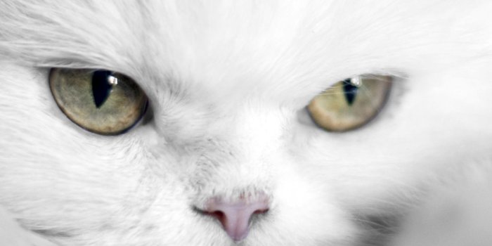 1440x2560 Samsung Galaxy S7 White Cat Wallpaper | Gallery Yopriceville - High