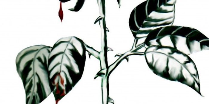 750x1334 Download Black Rose Aeonium, Black Rose Antiques Wallpaper