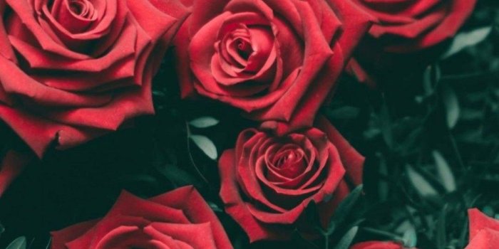 960x1706 10 Ways Rose Wallpaper Can Improve Your Business | rose wallpaper