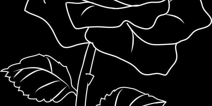 1900x2521 Aesthetic Wallpaper Black Rose – Free Download Wallpaper