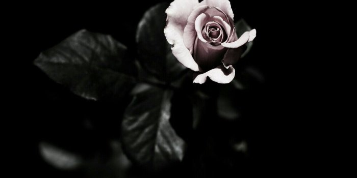 1280x800 Grunge Rose Aesthetic Desktop Wallpapers - Top Free Grunge Rose