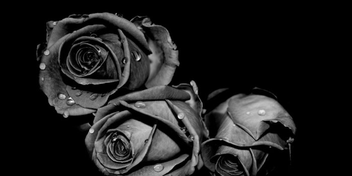 1920x1366 Black Rose Wallpapers Backgrounds