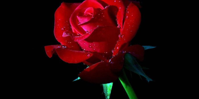 1440x2960 64+ Red Roses Wallpapers on WallpaperPlay