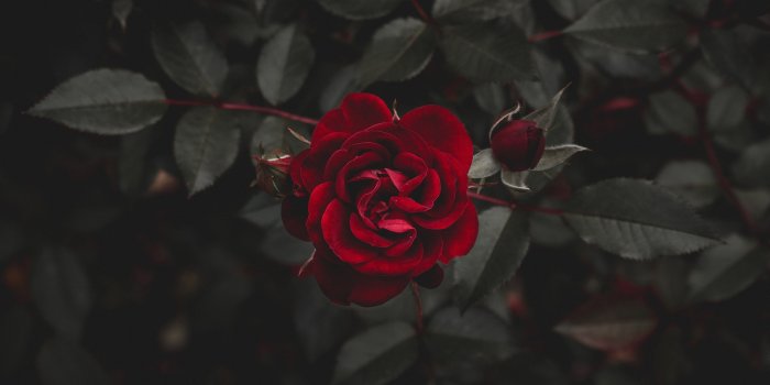 3840x2160 Dark Flower Aesthetic Wallpapers - Top Free Dark Flower Aesthetic