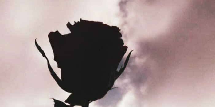 736x1308 Brianna Gower on wallpaper in 2019 | Rose wallpaper, Iphone