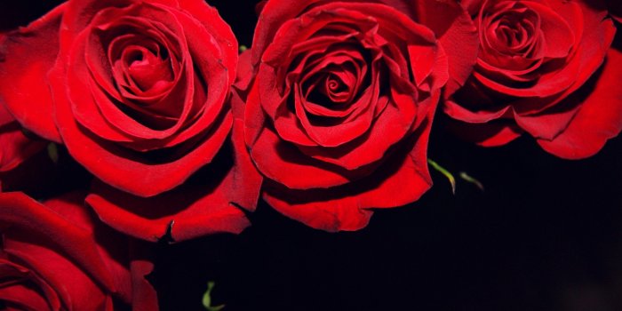 2560x1440 Background Wallpaper Black Rose Free Wallpaper & Backgrounds