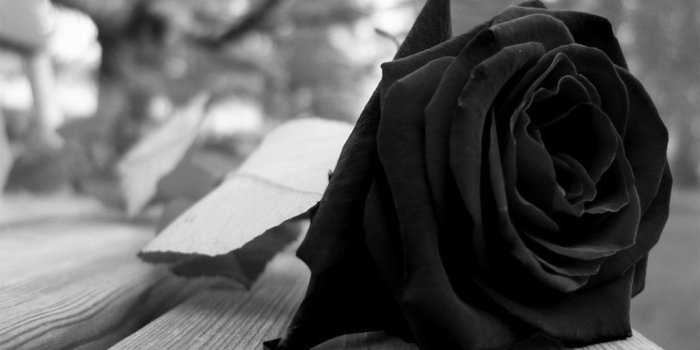 1024x768 dongetrabi: Black Rose And Broken Heart Images