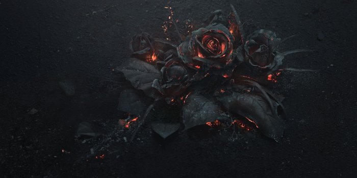 2500x1669 Black Rose Wallpapers Backgrounds