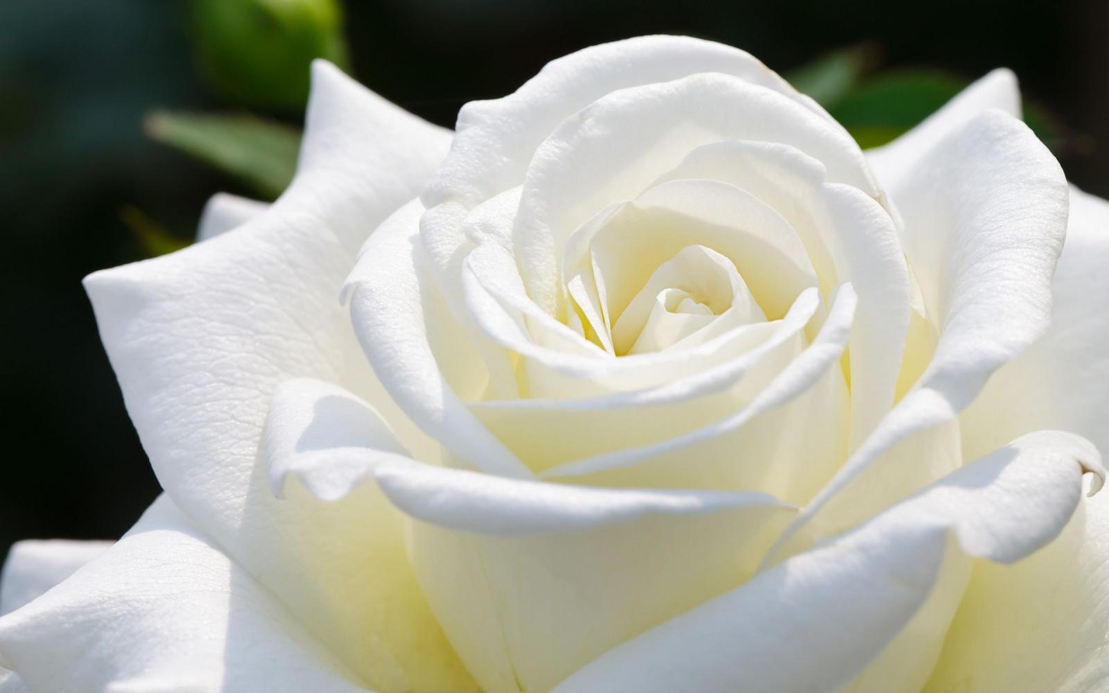 1920x1200 Beautiful White Rose HD Wallpapers | HD Wallpapers Fit | Beautiful