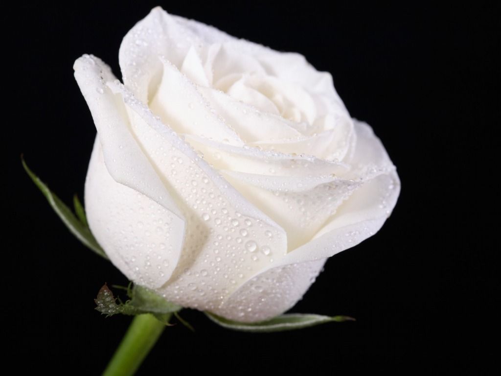 1024x768 White Rose Wallpaper For Iphone #brU | Awesomeness | White roses