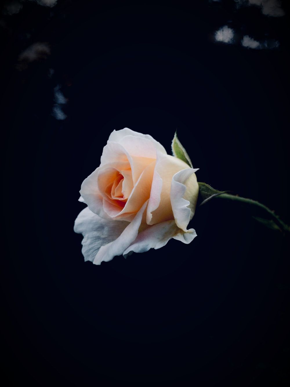 1000x1333 500+ Red And White Rose Pictures [HQ] | Download Free Images on Unsplash