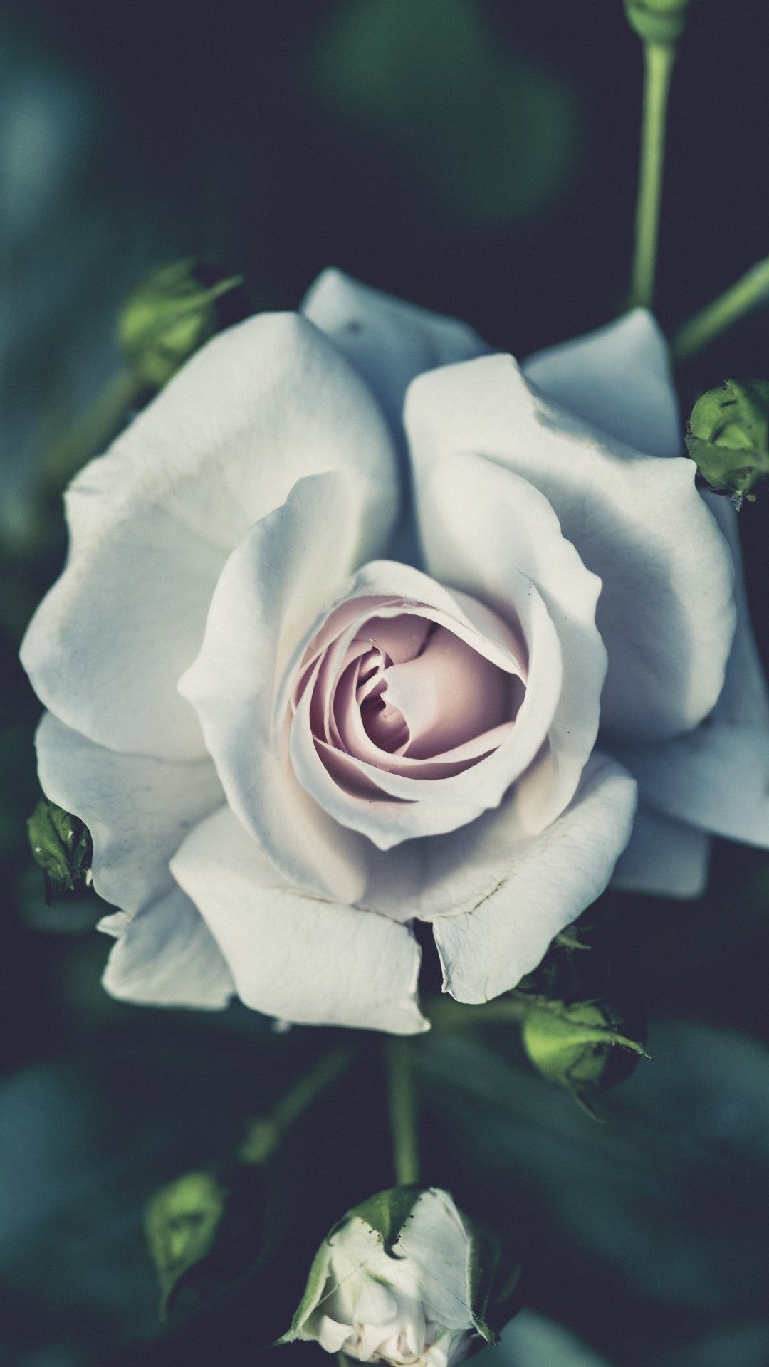 1080x1920 White Rose iPhone Wallpapers - Top Free White Rose iPhone