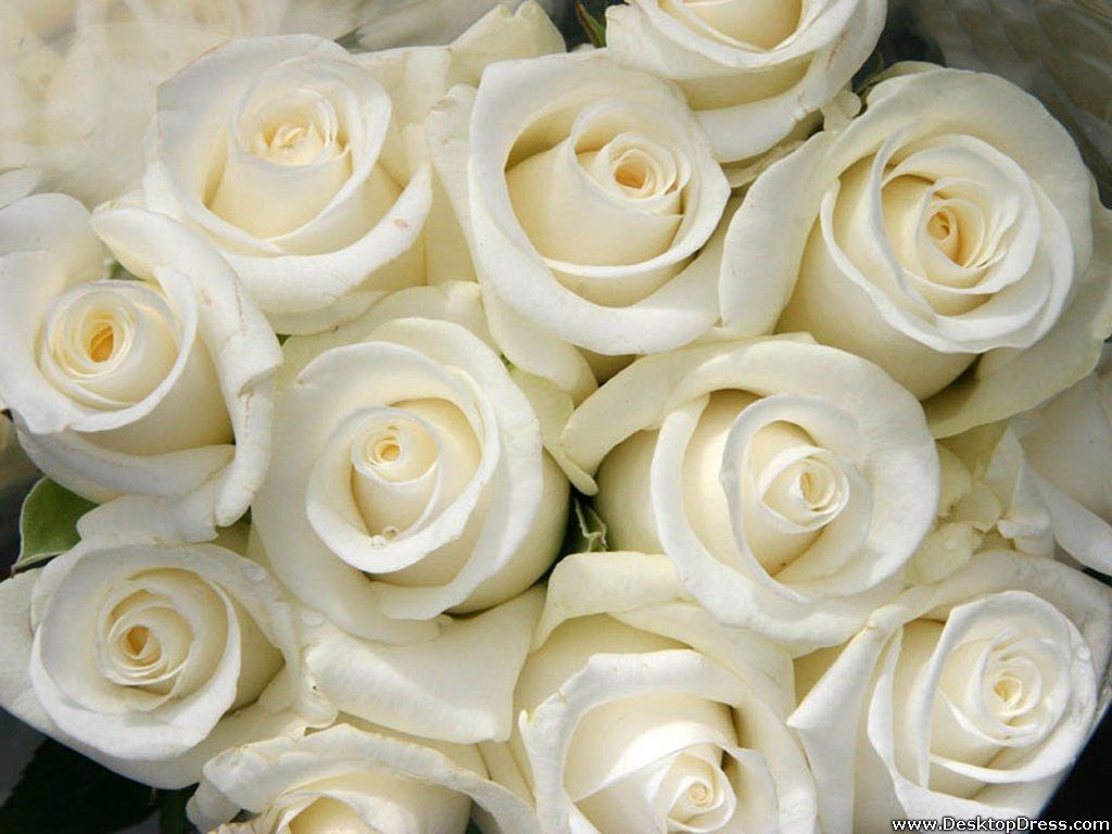 1024x768 Desktop Wallpapers » Flowers Backgrounds » White Roses » www