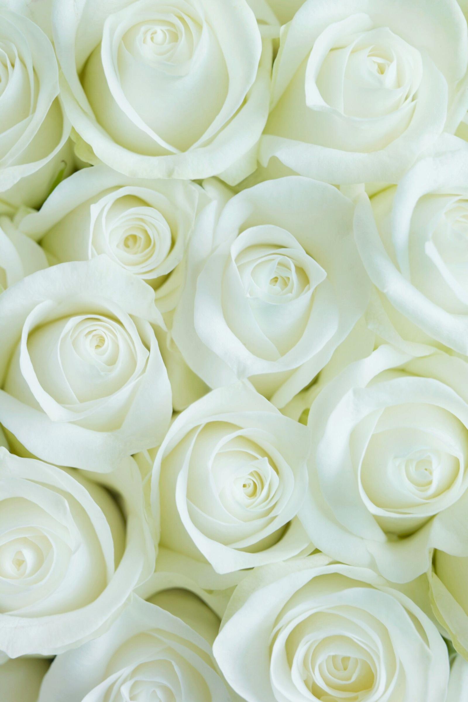 1634x2450 Wallpaper White Roses Flower For iPhone | 2019 3D iPhone Wallpaper