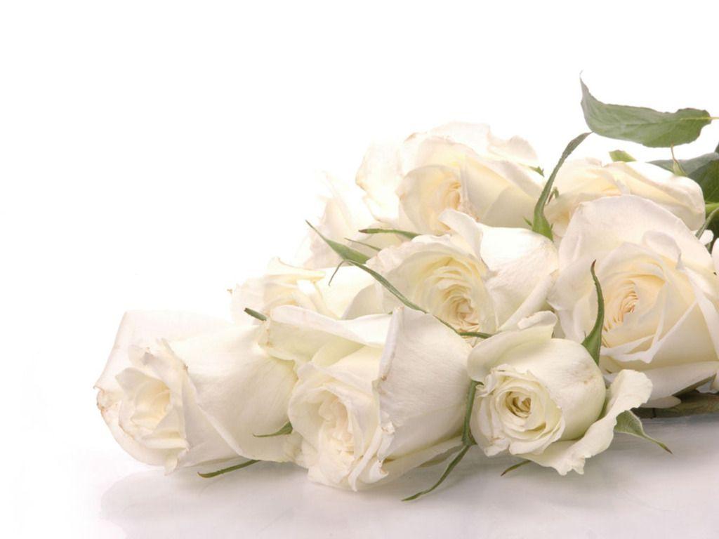 1024x768 White Rose Wallpapers