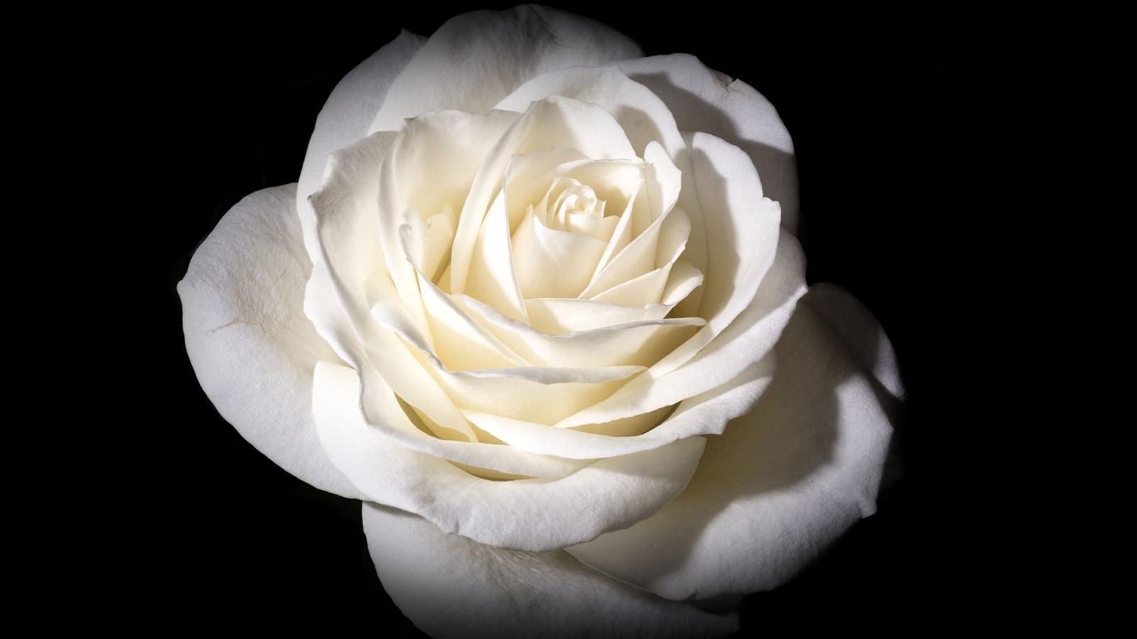 1920x1080 White Rose Wallpaper - Wallpaper Stream