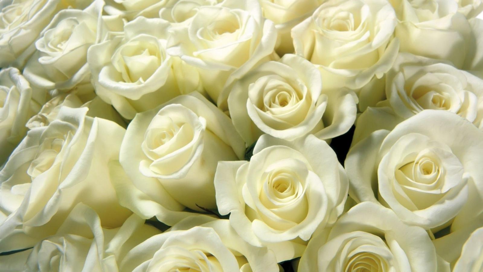 2560x1440 White Roses Wallpapers - Wallpaper, High Definition, High Quality