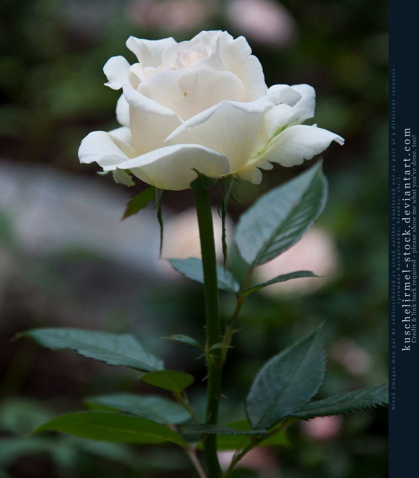 838x954 White Rose Wallpaper 5317 - HDWPro