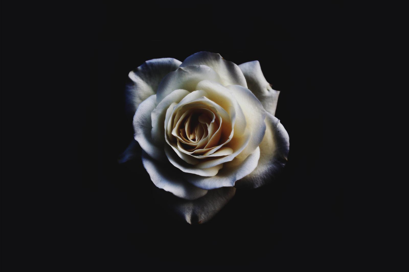 5456x3632 White Rose Wallpaper 76 - [5456x3632]