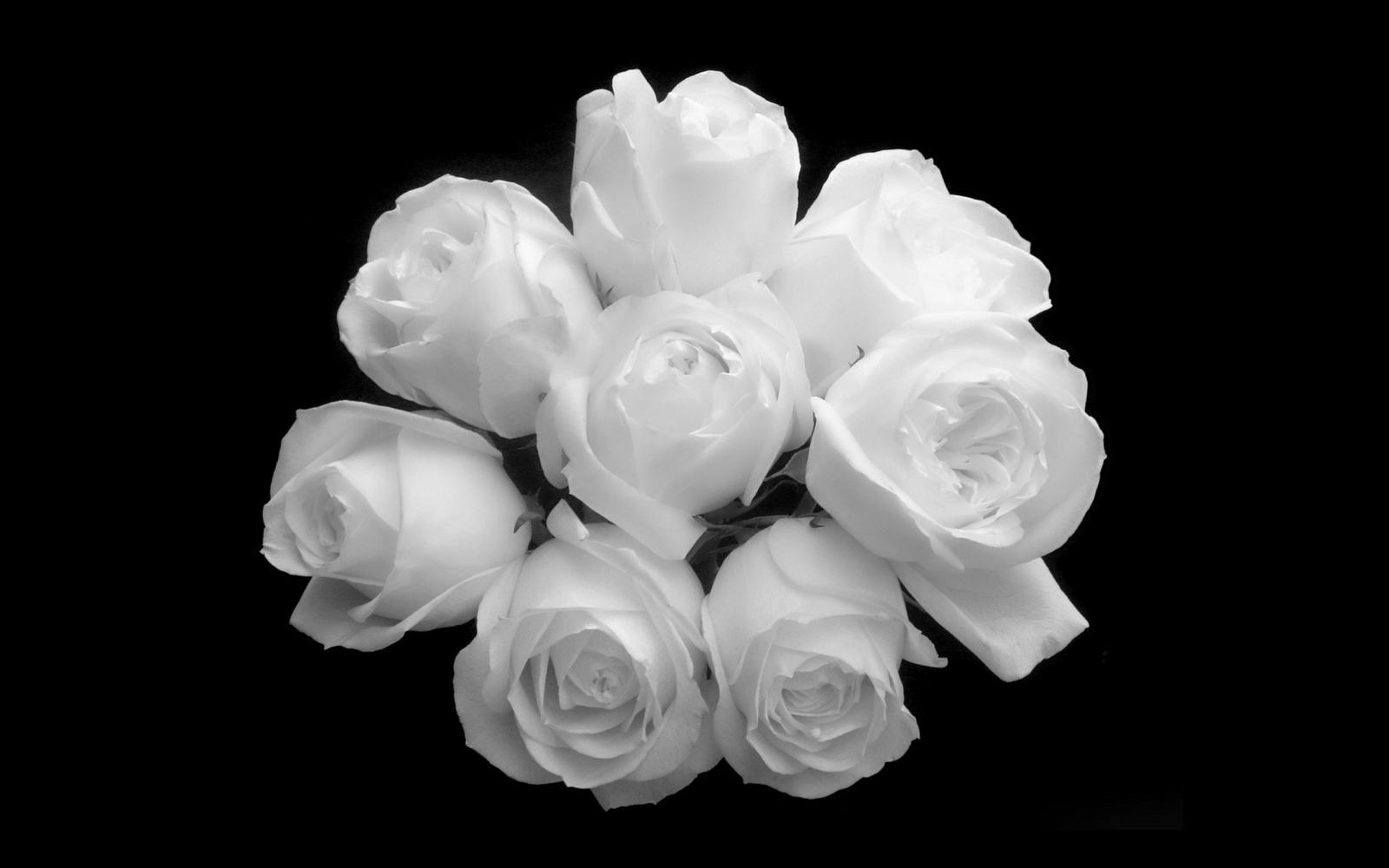 2560x1600 Download White Roses Background Wallpaper High Definition High
