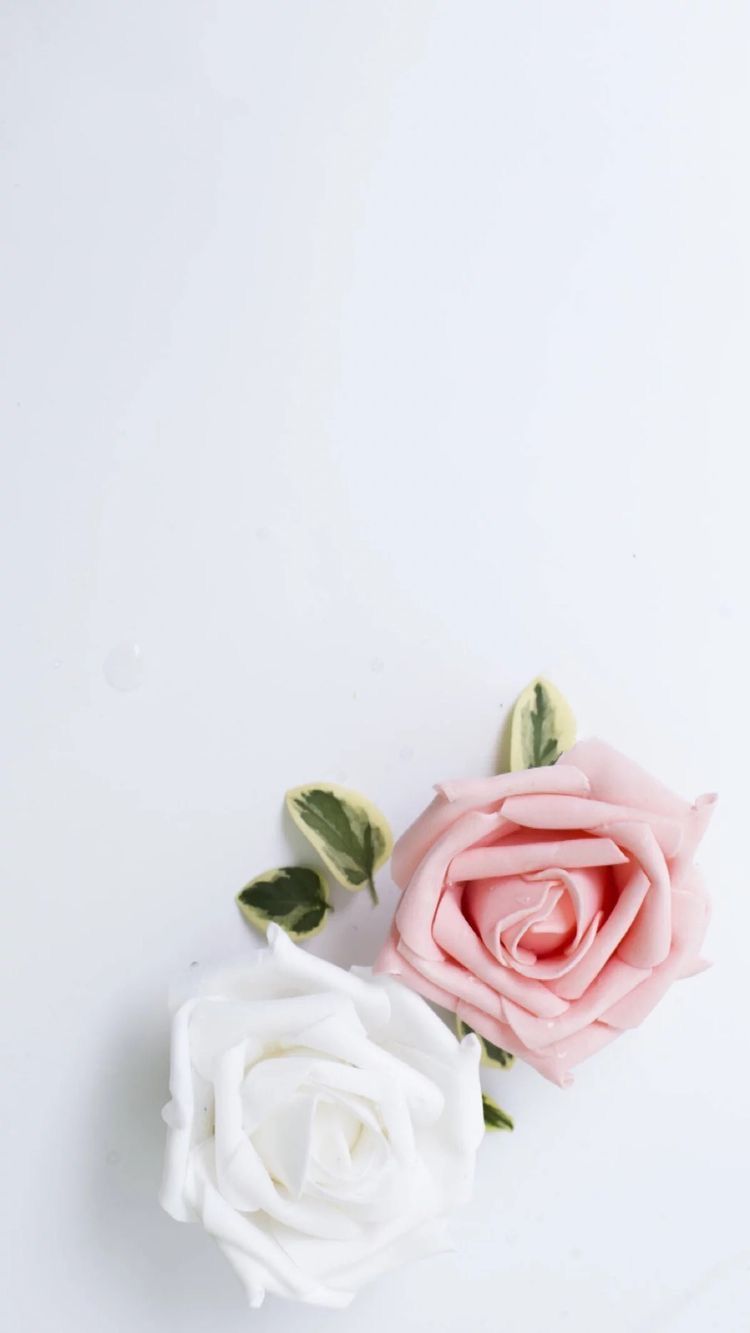 750x1333 24 White Rose iPhone Wallpapers - WallpaperBoat