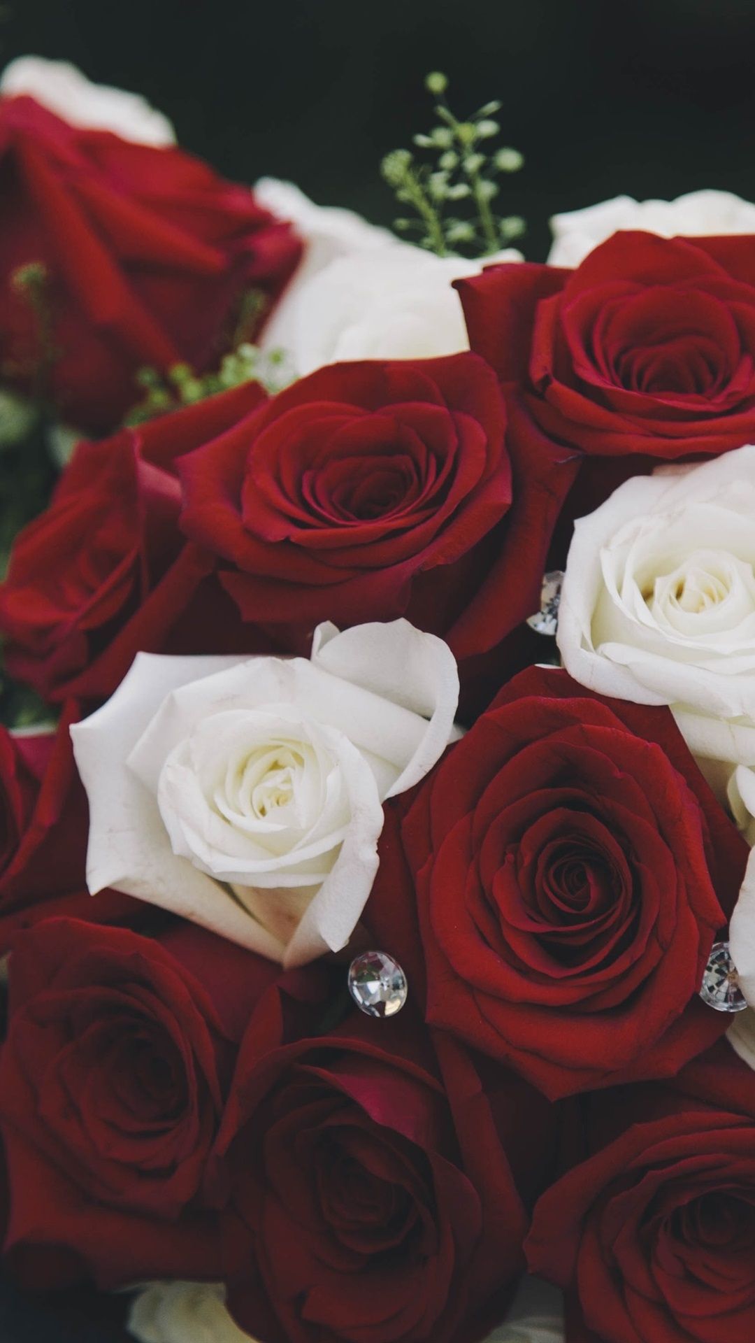 1080x1920 Bouquet, red and white roses 1080x1920 iPhone 8/7/6/6S Plus