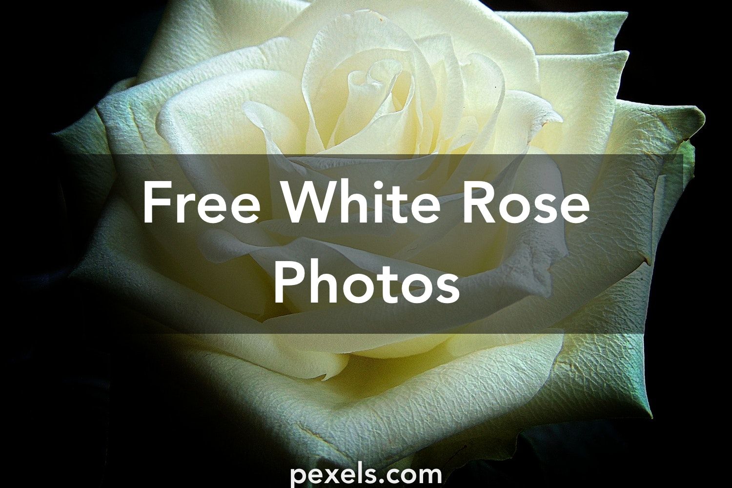 1500x1000 1000+ Great White Rose Photos · Pexels · Free Stock Photos
