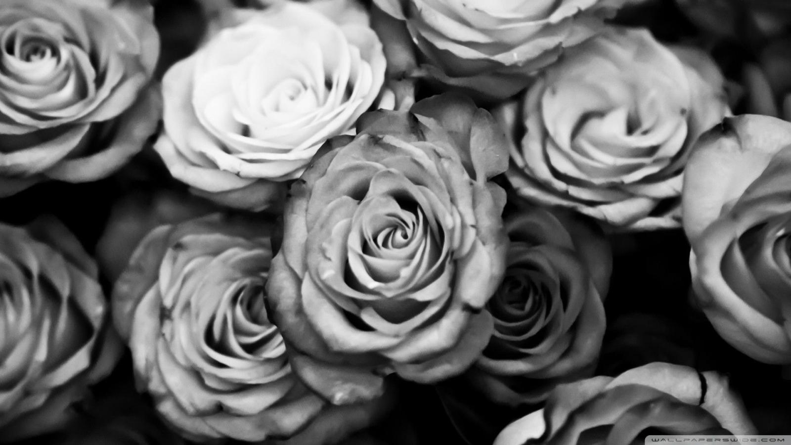 1920x1080 Black and White Rose Wallpaper (61+ images)
