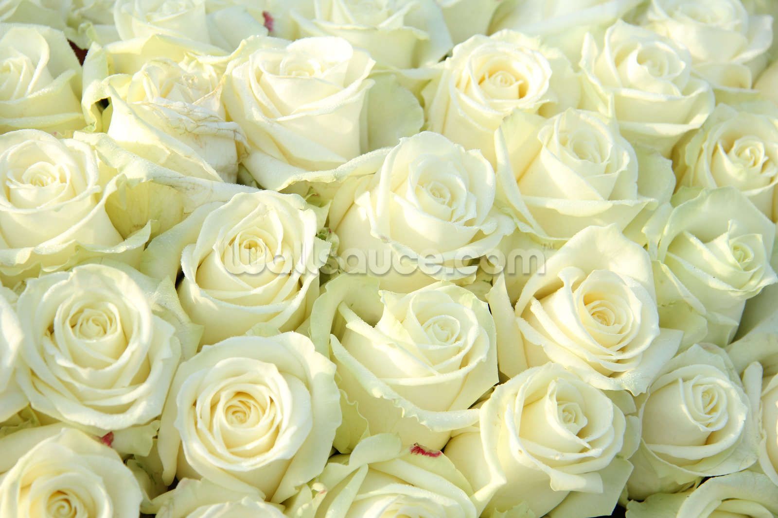 1600x1067 White Roses