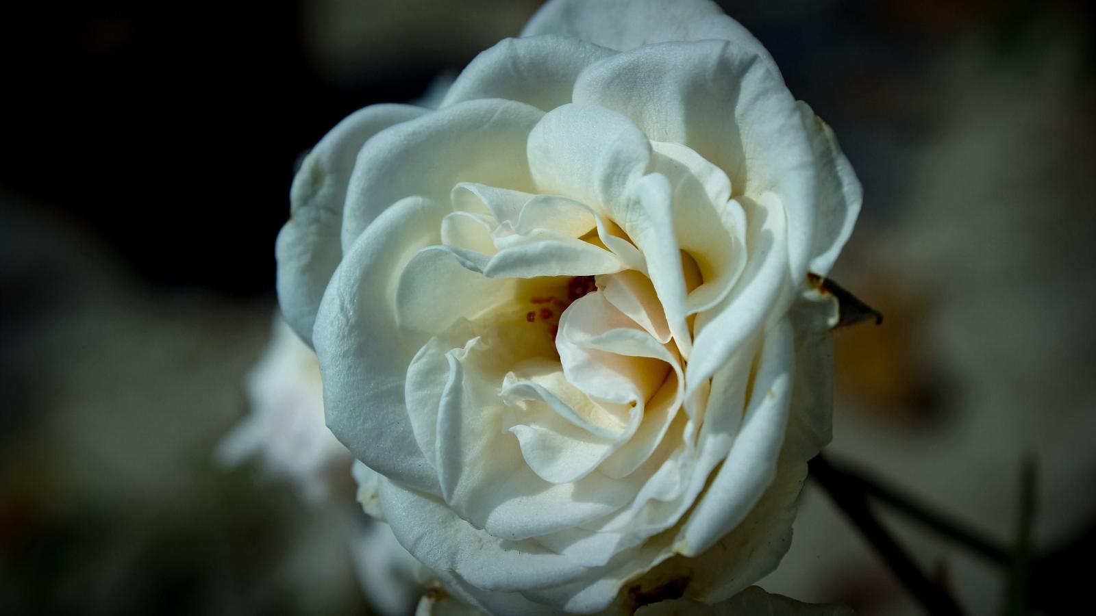 3840x2160 57+ Bloody Rose Wallpapers on WallpaperPlay