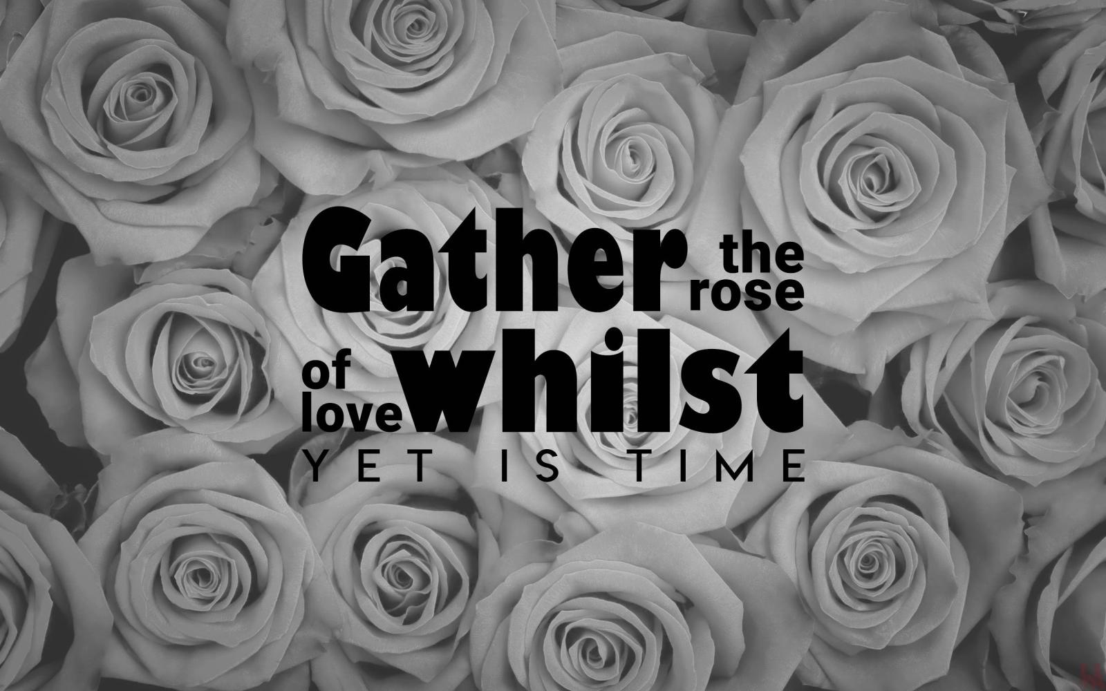 2560x1600 Rose wallpaper | red rose wallpaper hd pictures free download