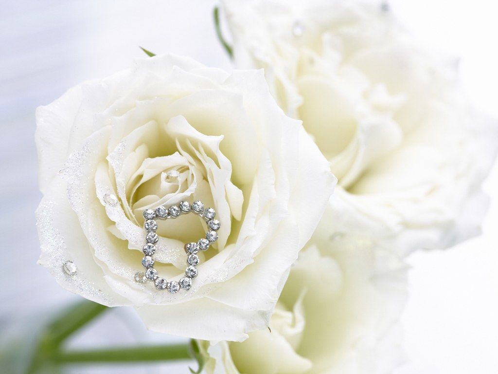 1024x768 White Rose Wallpapers (29+)