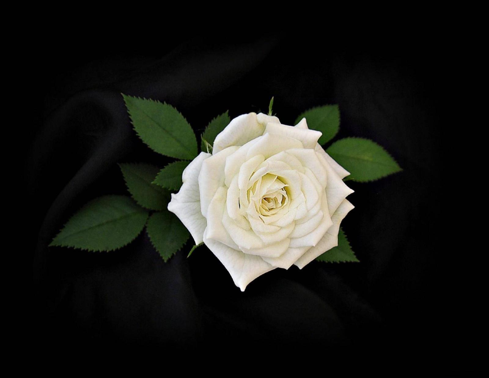 1628x1258 White Rose Wallpapers HD