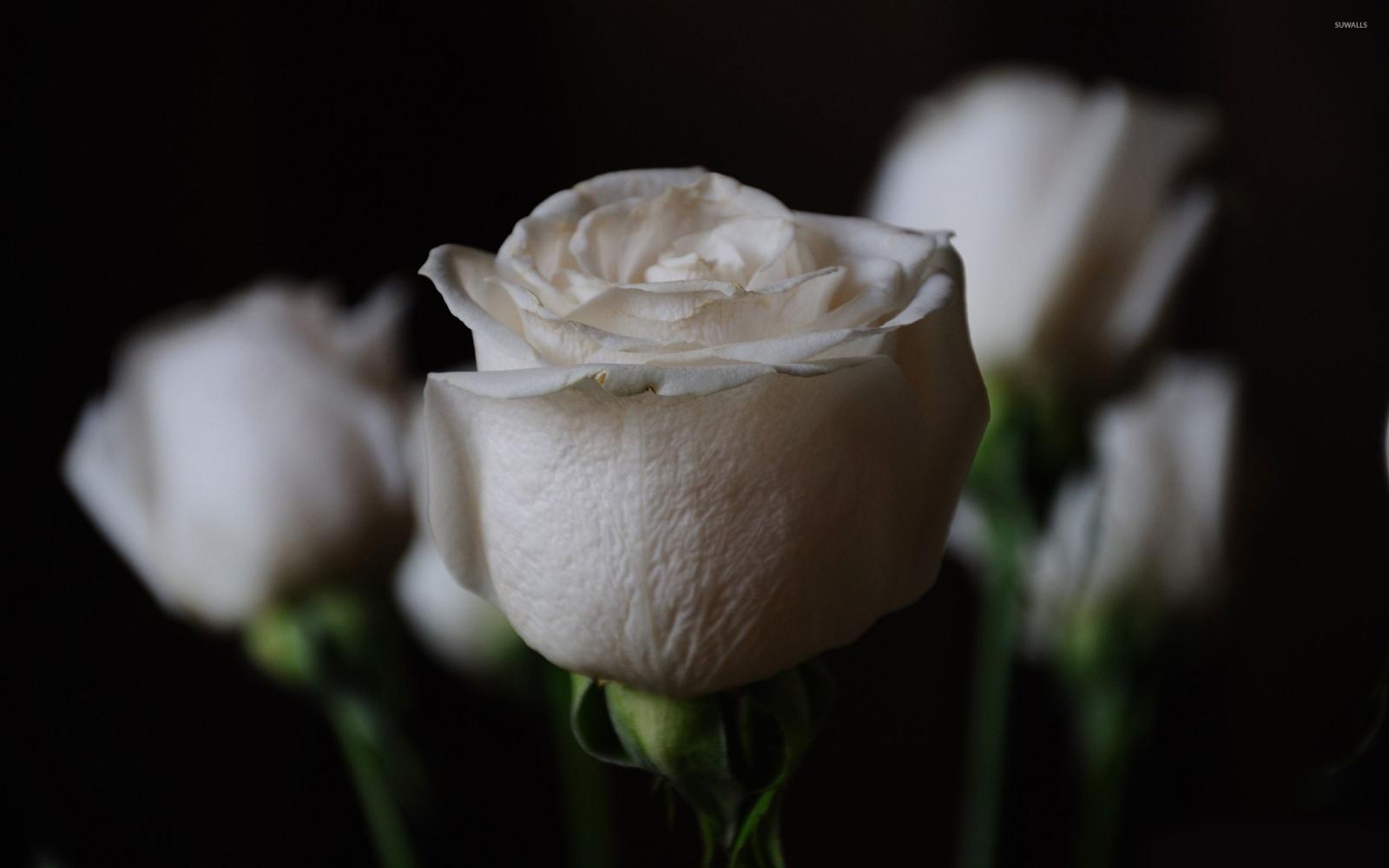 2560x1600 White roses wallpaper - Flower wallpapers - #8473